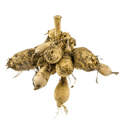 Dahlia roots on white