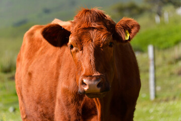 Schottisches Hochlandrind (Bos taurus), Kalb auf einer Weide, Schottland, Großbritannien, Europa