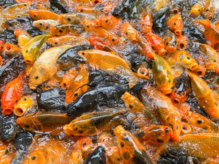 a lot of Koi Carps Fish mixed with catfish swimming the pond.