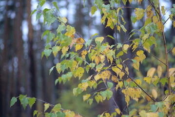 orange yellow green birch leaves close-up, birch branches, bright bokeh, blurred abstract background against the sky, coniferous autumn forest, pine tree trunks
