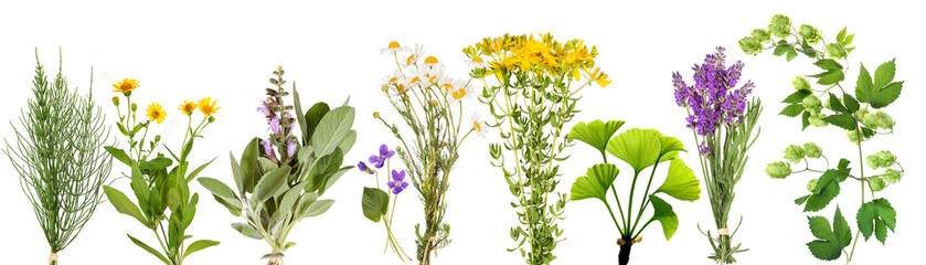 Large variety of medicinal plants 2, transparency background