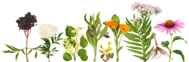 Large variety of medicinal plants 1, transparency background - obrazy, fototapety, plakaty
