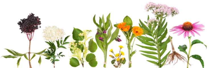 Large variety of medicinal plants 1, transparency background