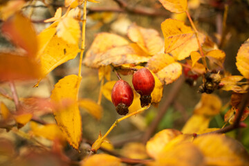rosehip in autumn, red fruit.