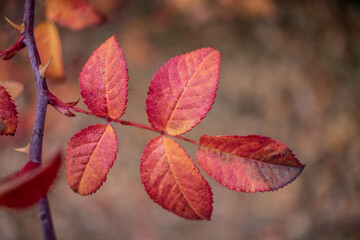 red leaves in autumn