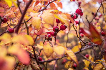rosehip in autumn, red fruit.