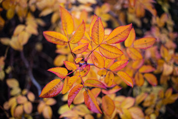 
yellow and red leaves