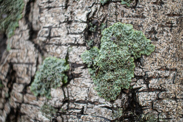 moss on tree bark