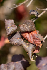 feuilles d'arbre à perruque en automne