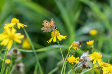 Argus bronz&eacute; butinant une fleur de s&eacute;ne&ccedil;on