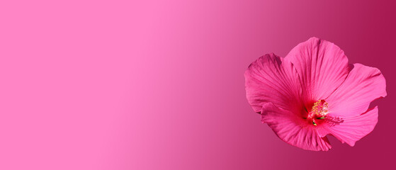 Pink gradient background with swamp rose-mallow blossom (Hibiscus moscheutos)