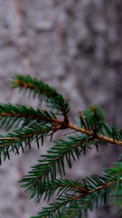 christmas branches as natural mobile wallpaper background, vertical phone wallpaper for christmas in natural style in green and grey
