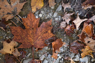 A maple leaf in the fall, Sainte-Apolline, Québec, Canada