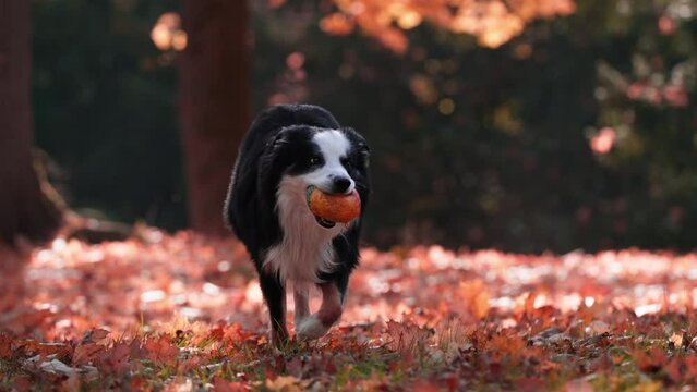 Slowmontion shot of a Border Collie dog running towards camera with ball in mouth in a park in autumn with red leaves on the ground