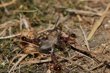 crematogaster scutellaris ant macro photo
