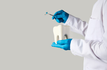 Dentist holding tooth model on white background