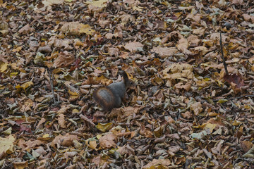 Squirrel in autumn park scene portrait