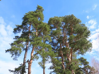 pine tree in the sky