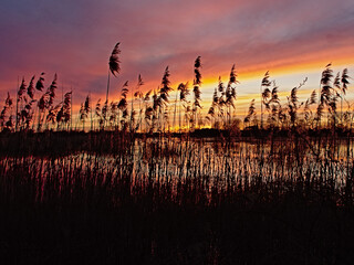Reed plumes against the water against a colorful sunset sky with clouds in Bourgoyen nature reserve, Flanders, Belgium