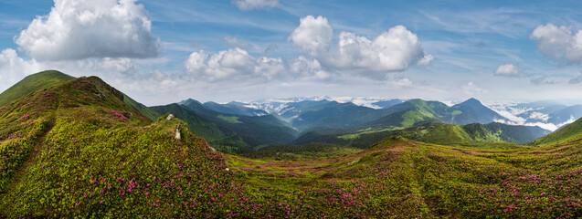 Fototapeta premium Pink rose rhododendron flowers on summer mountain slope