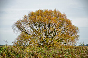 Willow tree in autumn colors in Korendijkse Slikken nature reserve on Hoeksche Waard island in the Netherlandsllow tree in autumn colors