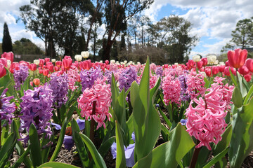 Obraz premium tulips in the garden