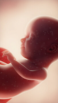 human fetus