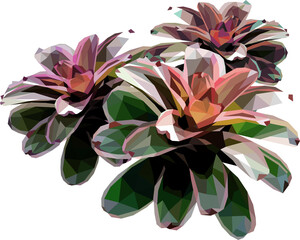 Low polygon illustration of Bromeliad  Flowers art.