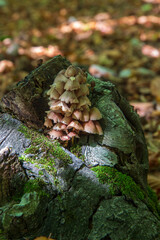 mushrooms in the wood forest