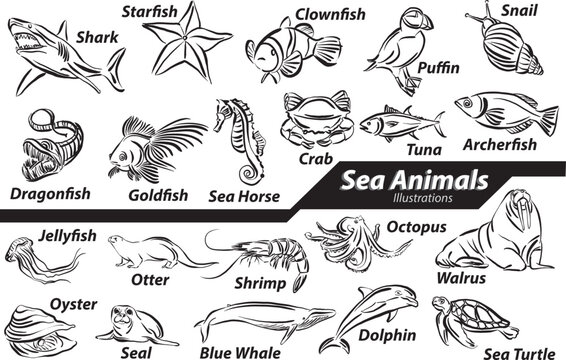 set collection drawings sea animals wild life ocean water lifestyle design vector illustration