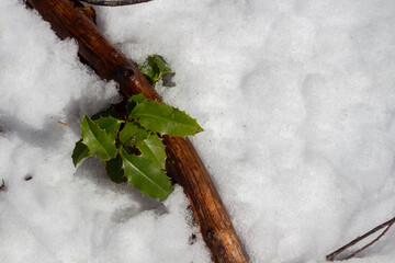 Holly leaves and tree branch in the snow