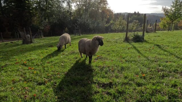 Grasende Schafe auf einer Streuobstwiese