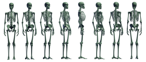 skull skeleton death, human, halloween