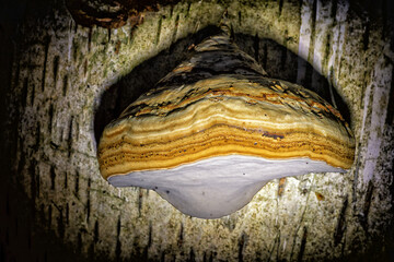 mushrooms in the forest