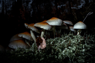 mushrooms in the forest