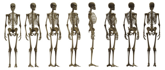 skull skeleton death, human, halloween - obrazy, fototapety, plakaty
