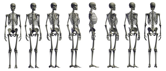 skull skeleton death, human, halloween