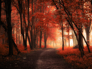 Magical autumn forest with thick fog, colourful autumn woods, orange leaves on trees.