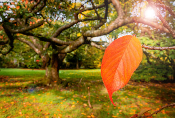 Single autumn leaf on a tree - Red and orange coloured leaf resisting of falling down from a tree