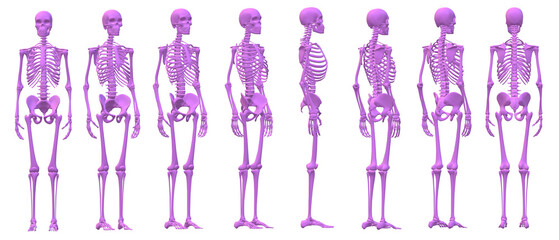 skull skeleton death, human, halloween