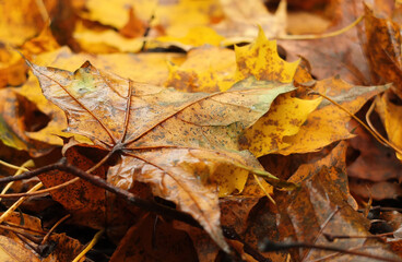 Jesienny liść leżący na innych liściach. Tło.