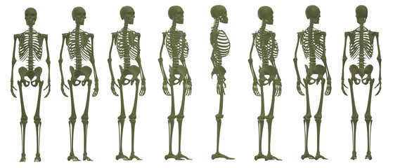 skull skeleton death, human, halloween