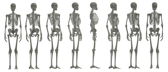 skull skeleton death, human, halloween