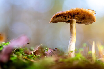 Mushrooms in the forest
