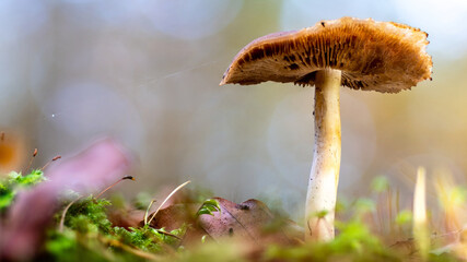 mushrooms in the forest