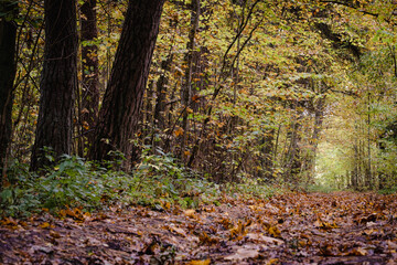 Spectacular autumn scenery in the thick forest with road path