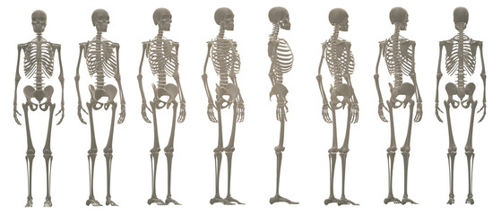 skull skeleton death, human, halloween