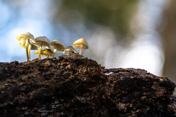 mushrooms in the forest