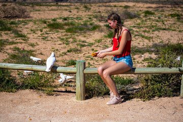 girl feeds wild little corella in australian outback, close encounter with wild animals of western...