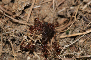crematogaster scutellaris ant macro photo